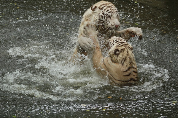 1511319370609028.jpg 17aa.jpg